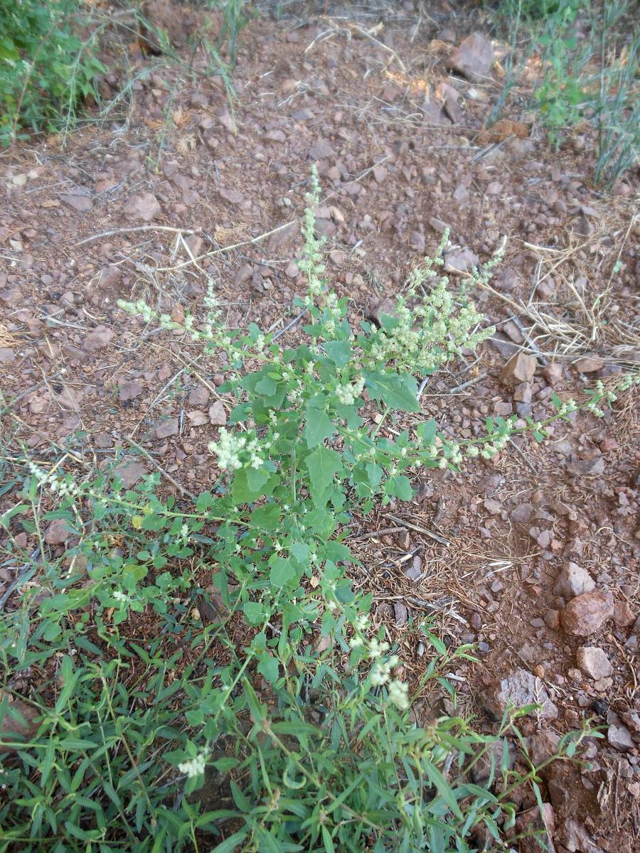 Chenopodium opulifolium Schrad. ex W.D.J. Koch & Ziz